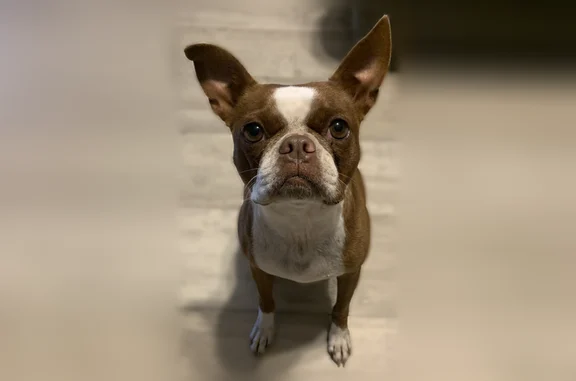 Lost dog, Ridge Road, 913, Scott - female, pink collar with diamonds - photo