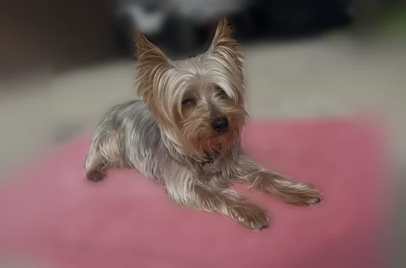 Lost dog, Jackson Pines Drive, 17570, Bammel, Spring - male Yorkie - photo