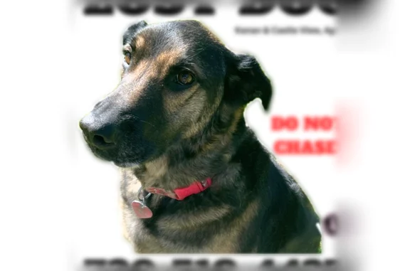 Lost dog, Kanan Road, 3982, Unincorporated Santa Monica Mountains, Agoura Hills - female, red collar, microchipped - photo