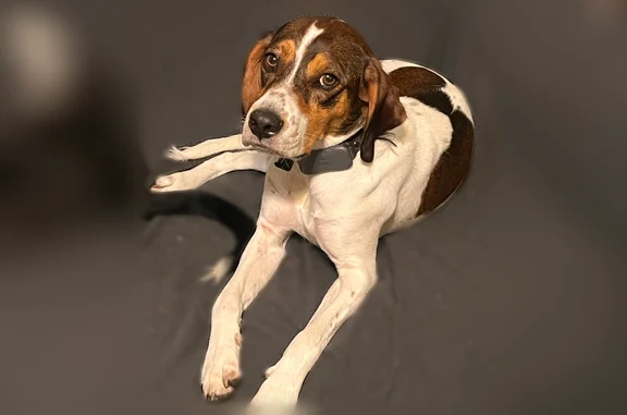 Lost dog, Henry Bradley Road, 159, Mars Hill - male, microchipped - photo