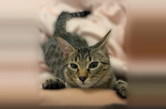 Animaux perdus Beaumont Saint-Cyr, photo: Chat perdu, Rue du Bail, 8, Beaumont Saint-Cyr - jeune, castré, collier gris anti-puces