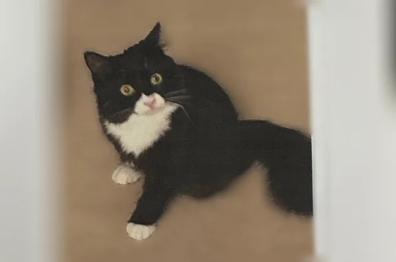 Lost cat, Winding Pond Trail, Van Buren Charter Township, Belleville - female, black/white, tripod - photo