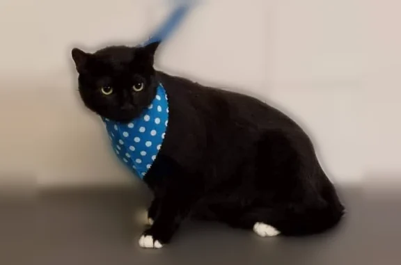 Lost cat, male, Fulton Street, 324, Elizabeth - senior black with white paws - photo