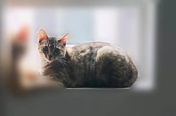 Lost cat, male, Orchard Drive, 3346, Bountiful, Bountiful - orange, friendly, microchipped - photo