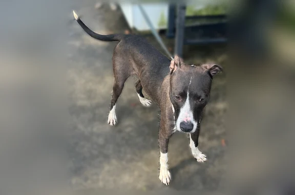 Found pets Baton Rouge, photo: Found dog, Baton Rouge, Louisiana - black and white dogs with leashes