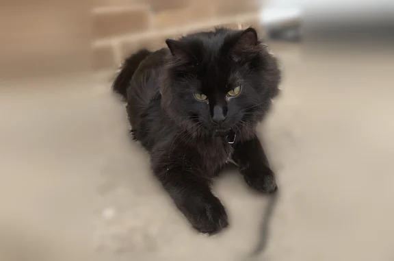 Lost cat, Midlothian, Illinois - male, all black, long-haired, neutered - photo