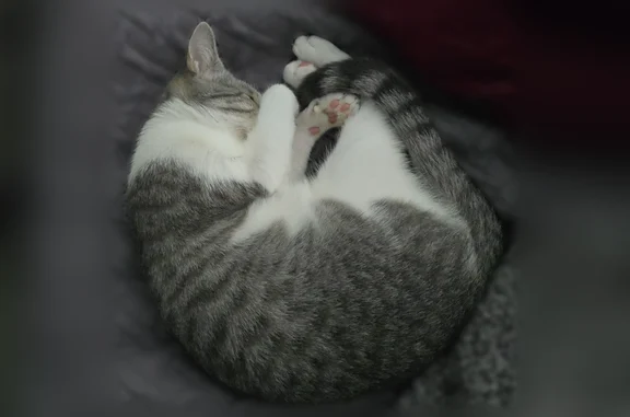 Lost cat, Hornsby Hollow, 933, Leander - female, light grey and white with stripes - photo
