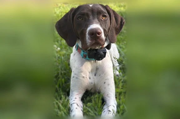 Lost dog, Forest Drive, 955, Timber Hills - female German shorthair pointer with a black collar - photo