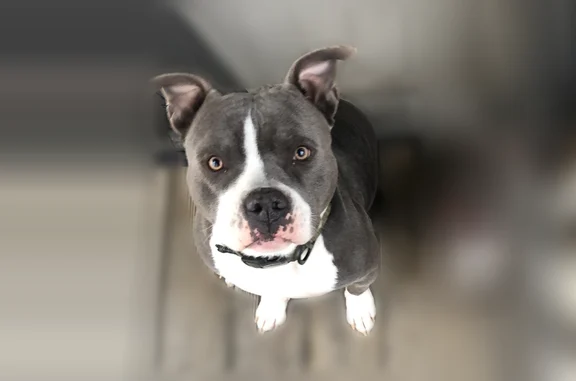 Lost pets Tulsa, photo: Lost dog, North 126th East Place, 232, Tulsa - male