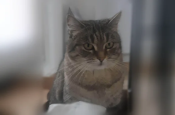 Animaux perdus Bron, photo: Chat perdu, Boulevard de la Grande Thumine, 13, Aix-en-Provence - femelle