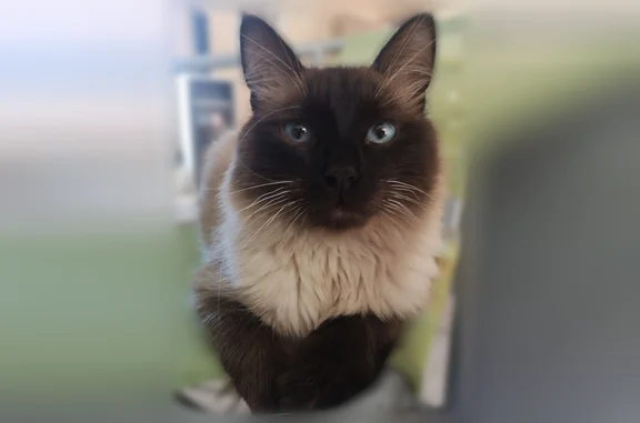 Animaux perdus Montpellier, photo: Chat perdu mâle, Rue du Phlomis, 6, Beaucaire, Montpellier - croisé type siamois/sacré de Birmanie