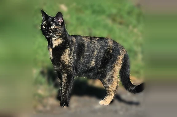 Animaux perdus Volvic, photo: Chat perdu, Rue des Centaurées, 25, Volvic - femelle écaille de tortue aux yeux verts