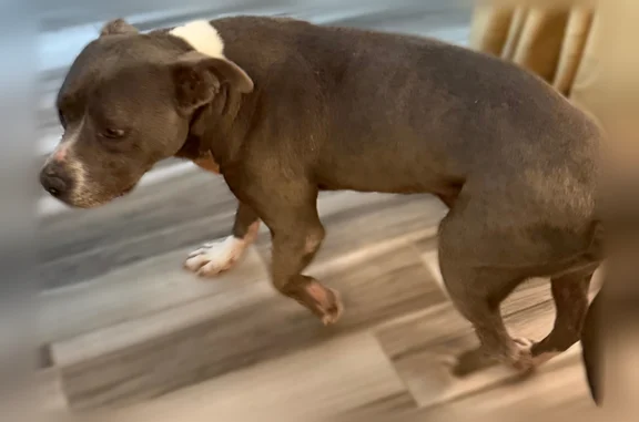 Found dog Lehi, photo: Found dog, West Ashton Boulevard, 2600, Lehi - male pit bull