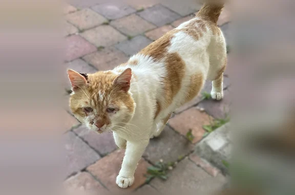 Animaux trouvés Saint-Sébastien-de-Morsent, photo: Chat trouvé, Allée des Bruyères, 8, Saint-Sébastien-de-Morsent - roux et blanc