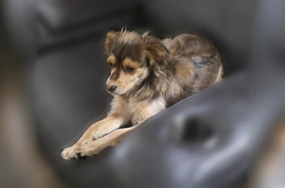 Lost dog, East Park Avenue, 346, Tucson - female - photo