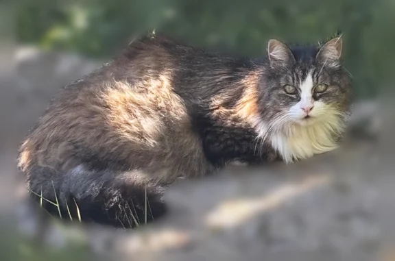 Chat perdu, Dinan, photo: Chat perdu, La Massuère, 7, Saint-Méloir-des-Ondes, Dinan - mâle, petit, 15 ans