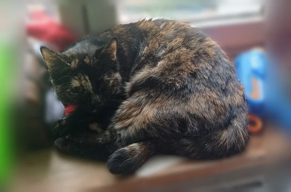 Animaux perdus Anglet, photo: Chat perdu, Avenue de la Chambre d'Amour, 33, Anglet - chatte écaille de tortue timide