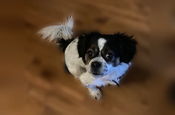 Lost dog, male, Courtyard Place, 1960, Florissant - white with big black patches - photo