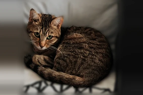 Animaux perdus La Ville-aux-Clercs, photo: Chat perdu, Pezou, La Ville-aux-Clercs - femelle, peureuse