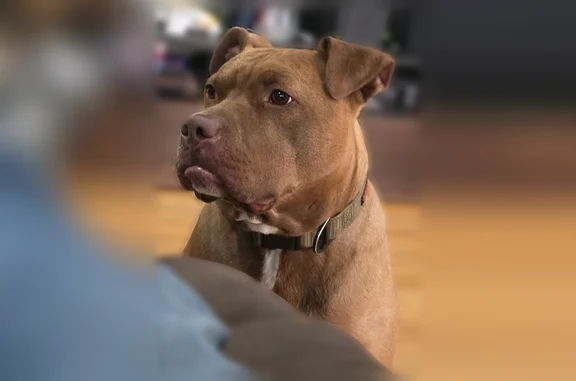 Lost pets Sioux Falls, photo: Lost dog, East River Ridge Place, 2520, Sioux Falls - male, green Kong collar