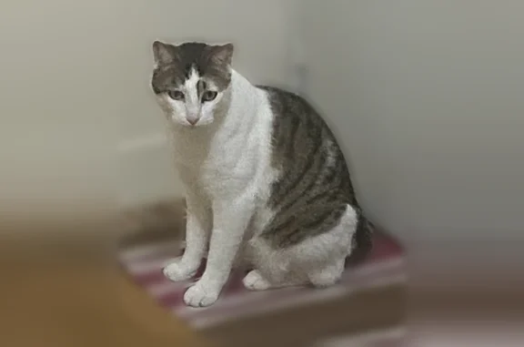 Chat perdu, Colombes, photo: Chat perdu, Rue d'Estienne d'Orves, 301, Colombes