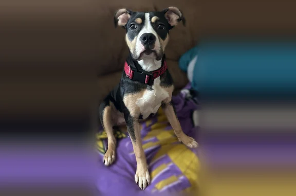 Lost pets Phoenix, photo: Lost dog, North 19th Avenue, Phoenix - unique markings