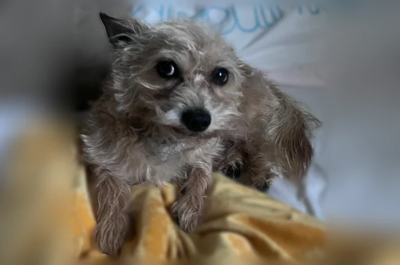Lost dog, West El Camino Real, 1111, Sunnyvale - male, 5 years old - photo