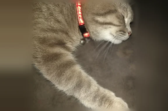 Chat perdu, Montech, photo: Chat perdu, Rue Du Douanier Martinache, 11, Toufflers, Montech - jeune chaton de 7 mois, collier rouge avec clochette