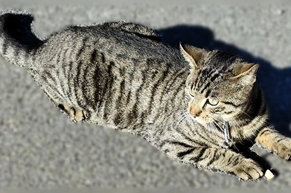 Chat perdu, Paris, photo: Chat perdu, Rue Jules Porte, Dieppe, Paris - collier rouge avec petite clochette