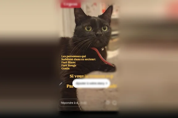 Animaux perdus Toulon, photo: Chat perdu femelle, Avenue Chiarisoli Bey, 62, Toulon - collier rose