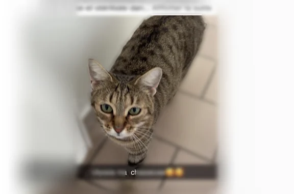 Animaux perdus Arras, photo: Chat perdu, Rue des Rossignols, Hersin-Coupigny, Arras - femelle, stérilisée, pucée