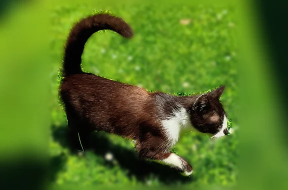 Animaux trouvés Portet-sur-Garonne, photo: Chat trouvé, Rue du Mont Vallier, 11, Portet-sur-Garonne - mâle noir et blanc, craintif