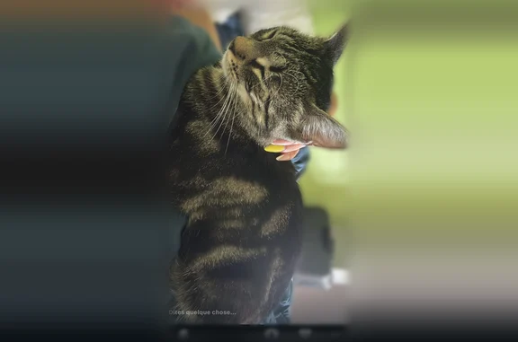 Chat perdu, Rixheim, photo: Chat perdu, Rue Hector Berlioz, 8, Rixheim, Paris - femelle très peureuse, tigrée brun doré et noir