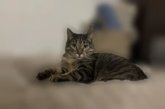 Lost pets San Francisco, photo: Lost cat, Sabata Way, 1234, Sparks, San Francisco - female, sweet, chunky tabby