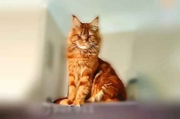Animaux perdus Séméac, photo: Chat perdu, Rue du 8 Mai, Séméac, Paris - roux aux yeux dorés