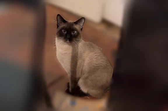 Chat perdu, Rue Sainte-Cécile, 28, Albi, Paris — mâle Siamois blanc et noir, yeux bleu clair - photo