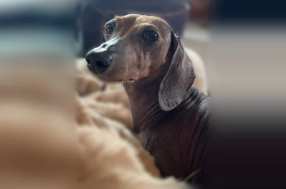 Lost dog, female, West Platte Avenue, 1720, Aurora - hairless brown wiener dog - photo