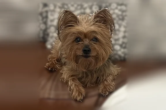 Lost dog, Canyon Trail Way, 21918, Porter Heights - female - photo