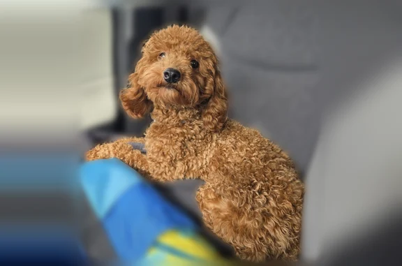 Lost pets Oak Park, photo: Lost dog, Lincoln Avenue, 14420, Oak Park - male miniature poodle