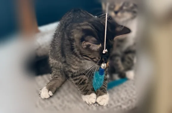 Lost cat, North Rimrock Road, 18617, Hayden - female, chipped, very friendly - photo