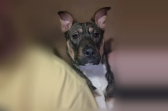 Lost dog, South Street, Norton Shores - has treats - photo