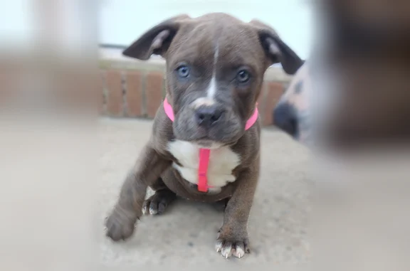 Lost dog, female, Pemberton, New Jersey - photo