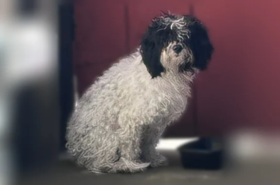 Found dog San Lorenzo, photo: Found dog, San Lorenzo, California - black and white curly hair