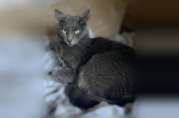 Lost cat, Winwood Lane, 8, Town of Islip, Holbrook - female indoor cat Jilly - photo