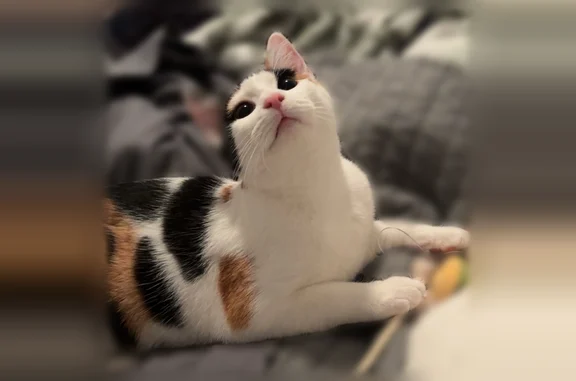 Lost cat, Michelle Place, 3898, Rolling Brook, East Cleveland - female calico, shy but friendly - photo