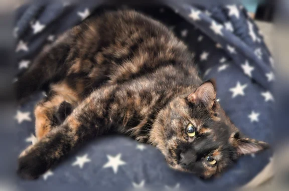 Missing cat Hudson, photo: Lost cat, female, Pleasant Drive, 209, Hudson - tortoiseshell, 1 ½ years old