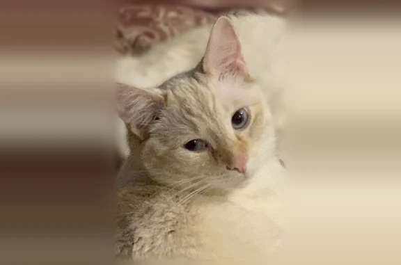 Missing cat West Chicago, photo: Lost cat, Galena Street, 101, West Chicago - male