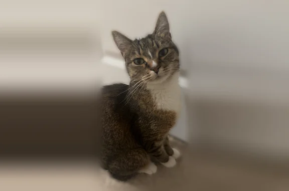Lost cat, Indian Land, South Carolina, Marvin - very shy and scared - photo