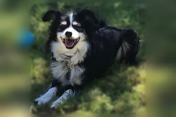 Lost pets Mesa, photo: Lost dog, East Capri Avenue, 7465, Mesa - female, small adult mixed breed