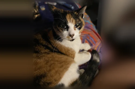 Lost cat, Fanno Creek Trail, Beaverton - female calico with an orange collar - photo